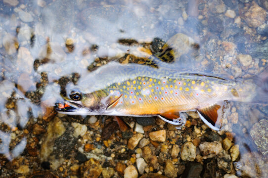 Colorful Brook Trout caught on fly fishing lure and line in water