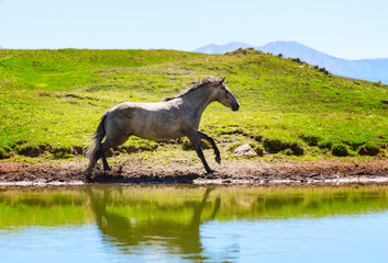 Obraz na płótnie Canvas Horse in mountains