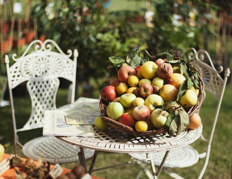 Ancient cultivars of apples and pears in basket