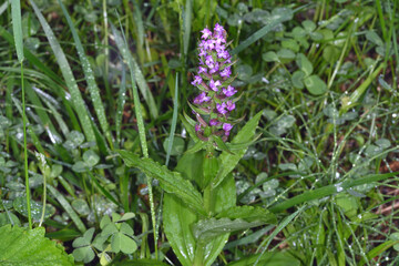 ノビネチドリ（北海道・知床）