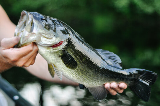 Holding largemouth bass fish by mouth caught on hook while fishing