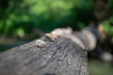 In the Woods Nature