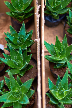Succulent plants in box, cactus
