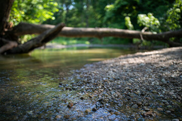 In the Woods Nature