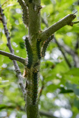 Gefräßige Raupen: Riesige Schwammspinner-Plage in Deutschland
