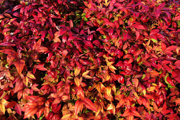 オタフクナンテンの葉 1