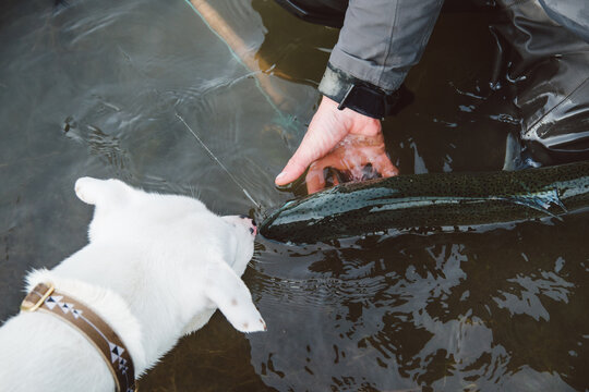 A puppy sniffs a fish caught in the river