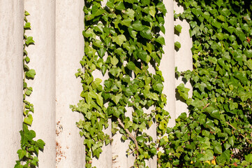 ivy climbing on a concrete garden wall