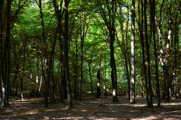 traveling through green forests on a beautiful summer day and admiring the sun's rays passing through the leaves