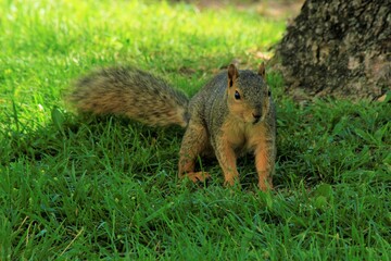Obraz premium squirrel on the grass in Kansas at Sterling Lake.