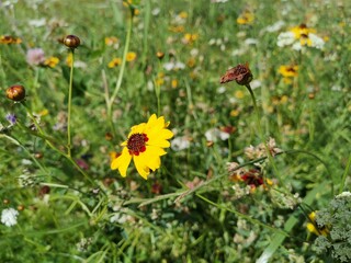 yellow flowers in the meadow
