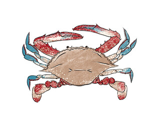 Illustration of Crab, isolated on white background.