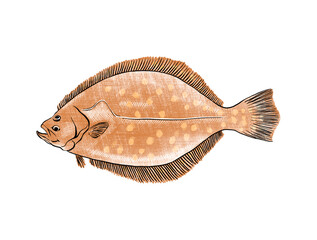 Illustration of Flounder, a small flat sea fish that is used for food, isolated on white background.