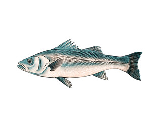 Illustration of Striped bass, isolated on white background.