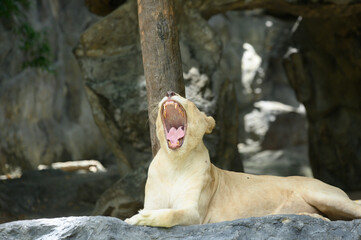 A lion yawned in the animal part
