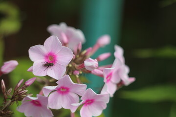 A close up of a flower