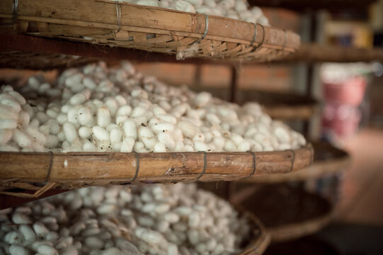 Baskets silkworm cocoons