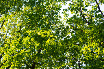 traveling through green forests on a beautiful summer day and admiring the sun's rays passing through the leaves
