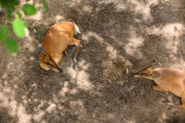 Brown deer on the ground