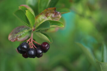 A close up of a fruit tree