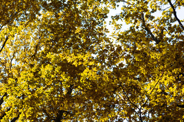traveling through green forests on a beautiful summer day and admiring the sun's rays passing through the leaves
