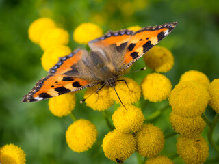 bright butterfly on tansy flowers