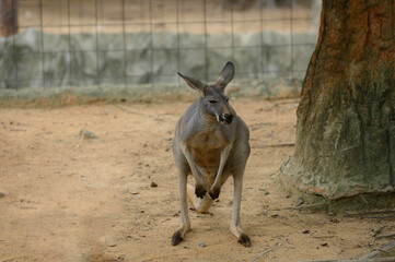 kangaroo in the Thai Zoo