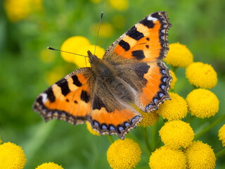 butterfly on tansy flowers close up