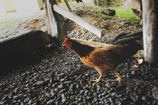 Running Hen