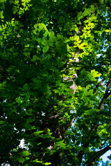 traveling through green forests on a beautiful summer day and admiring the sun's rays passing through the leaves