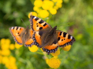 two orange butterfly on tansy flowers