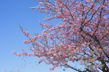 河津桜