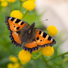 orange butterfly on tansy flowers