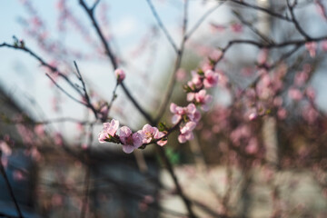 blooming peach