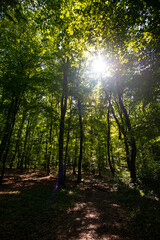 traveling through green forests on a beautiful summer day and admiring the sun's rays passing through the leaves
