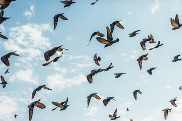 Flock of pigeons flying against blue sky background