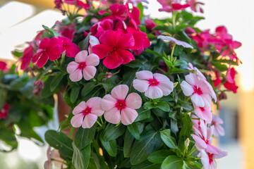 White and red periwinkle flowers