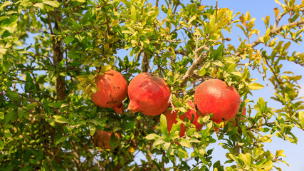 Group of three pomegranates