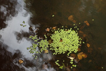 Photo of duckweed in dark autumn water