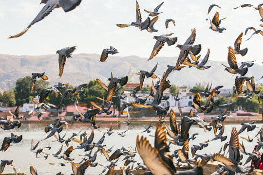 Flock of pigeons flying at sunset in Pushkar holy lake, Rajasthan, India