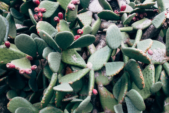 Blooming Beavertail cactus in botanical garden