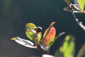 A close up of a flower