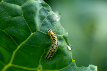 the caterpillars of the cabbage butterflies destroyed the cabbage crop, garden pests