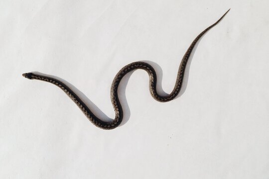Snake