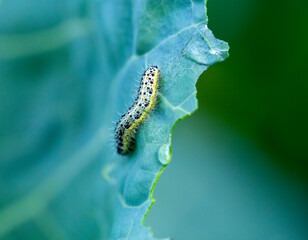 the caterpillars of the cabbage butterflies destroyed the cabbage crop, garden pests
