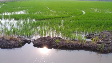 Image of farmland where the sun is reflected