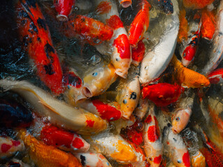 Obraz na płótnie Canvas Colourful charming Koi Carp Fishes moving in pond, Koi carps crowding together competing for food