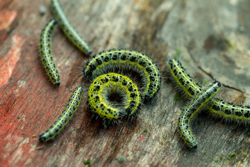 the caterpillars of the cabbage butterflies destroyed the cabbage crop, garden pests