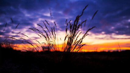 closeup grass silhouette on a dramatic sunset background