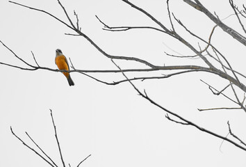 pajaro